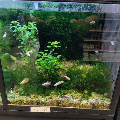 Pet Store «Tye-Dyed Iguana - Reptiles», reviews and photos, 1905 W U.S. 50, Fairview Heights, IL 62208, USA