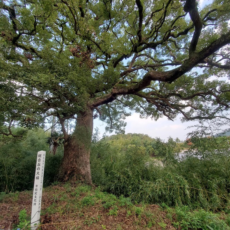 観音谷の大楠