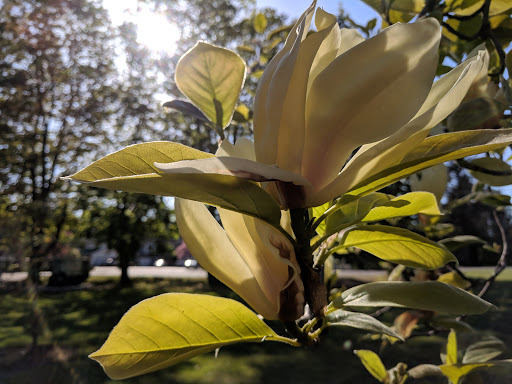 Park «Lynden City Park», reviews and photos