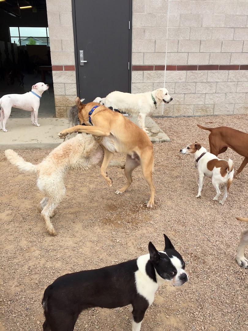 Digstown Doggie Day Care, Lodge, and Spaw