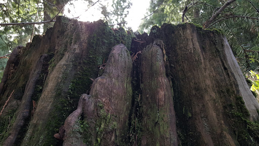 Park «Orchard Park», reviews and photos, 20900 NW Amberwood Dr, Hillsboro, OR 97124, USA