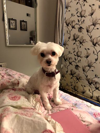 Pet Supply Store «PetSmart», reviews and photos, 24965 Pico Canyon Rd, Stevenson Ranch, CA 91381, USA