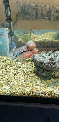 Pet Store «Henderson Pets», reviews and photos, 1504 S Green St, Henderson, KY 42420, USA