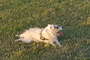 Stonnall Paws Dog Walking image