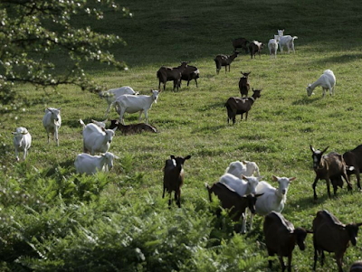 Gaec Ferme des Grands Goulets à La Chapelle-en-Vercors