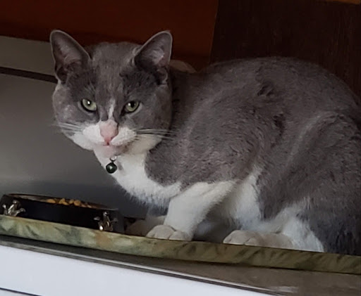 Red Bluff Veterinary Clinic image