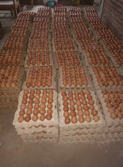 Agen Telur Ayam Negeri