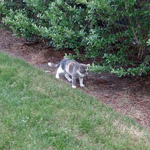 Cemetery «Memorial Mountain View Mortuary, Cemetery and Pet Garden», reviews and photos, 3115 Bengal Blvd, Cottonwood Heights, UT 84121, USA