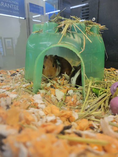 Pet Supply Store «PetSmart», reviews and photos, 1734 Walden Ave, Cheektowaga, NY 14225, USA