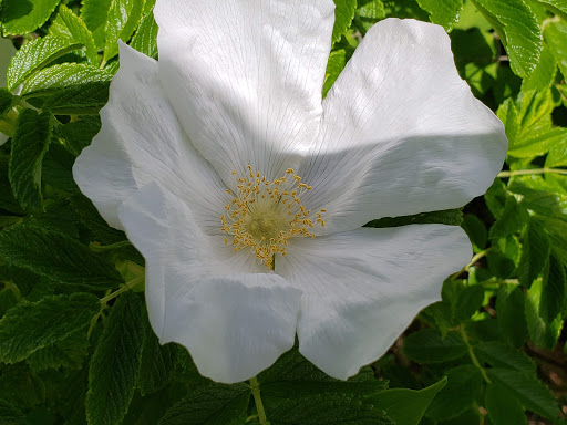 Nature Preserve «Welwyn Preserve», reviews and photos, 100 Crescent Beach Rd, Glen Cove, NY 11542, USA