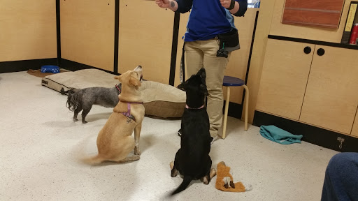 Pet Supply Store «PetSmart», reviews and photos, 1160 Stafford Market Pl, Stafford, VA 22556, USA