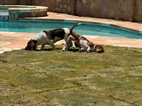 Southwest Pools and Outdoor Living - Photo 3 - Car repair in El Paso, TX, El Paso