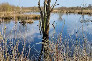 Bargerveen Nature Reserve image