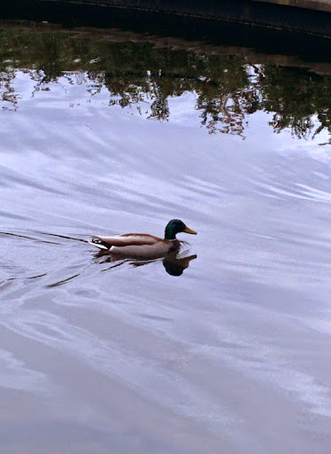 Park «Volunteer Park», reviews and photos, 1247 15th Ave E, Seattle, WA 98112, USA