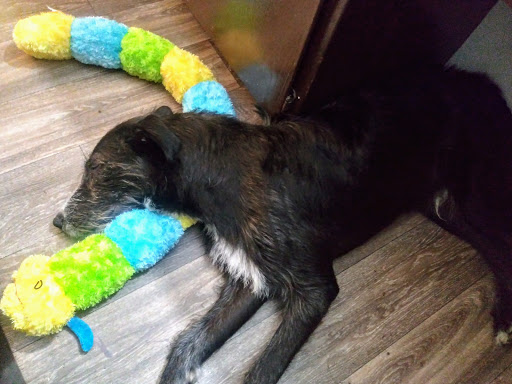 Pet Supply Store «Pet Supplies Plus», reviews and photos, 1616 Precinct Line Rd, Hurst, TX 76054, USA