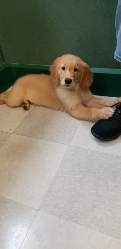 Pet Store «Petland Vineyard - San Antonio», reviews and photos, 1309 North Loop 1604 W #101, San Antonio, TX 78258, USA