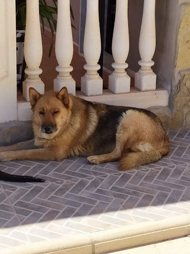 Clínica Veterinaria La Mola en Novelda