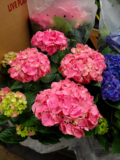 Florist «Sieck-Wright Floral Products», reviews and photos, 231 Monmouth St, Hightstown, NJ 08520, USA