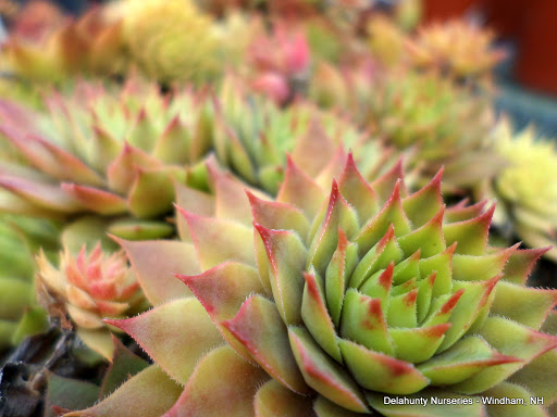 Garden Center «Delahunty Nurseries & Florist», reviews and photos, 41 Range Rd, Windham, NH 03087, USA