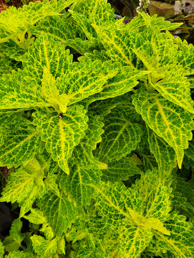 Florist «Kinsch Village Florist & Garden Center», reviews and photos, 301 Johnson St, Palatine, IL 60067, USA