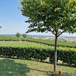 Photo n°5 de l'avis de Sara.� fait le 07/08/2022 à 08:07 sur le  Agriturismo Colle Tripio à Guardiagrele