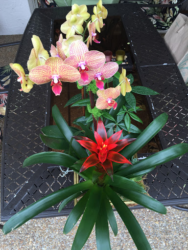Florist «Ideal Orchids», reviews and photos, 2900 W Sample Rd, Pompano Beach, FL 33073, USA