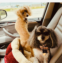 Murphy Creek Ranch & Pet Resort - Photo 9 - Car repair in Aurora, CO, Aurora