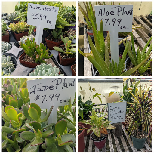 Wholesale Plant Nursery «Garden Fantasy», reviews and photos, 43250 Tyler Rd, Belleville, MI 48111, USA