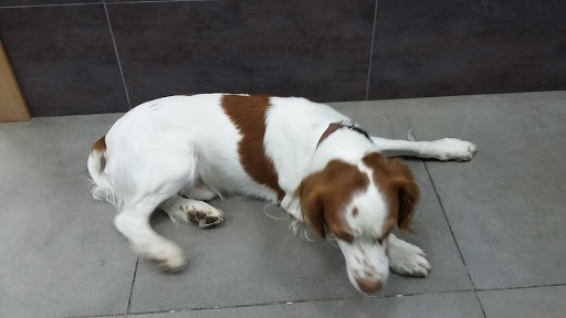 Serveis Veterinaris de Valls en Valls