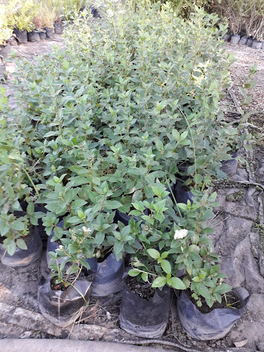 Vivero "Don Teo" - San Fernando