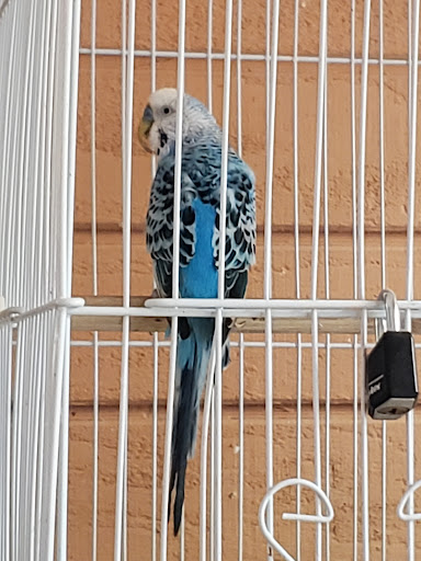 Car Wash «Alamo Hand Car Wash», reviews and photos, 784 Nogales St, Walnut, CA 91789, USA