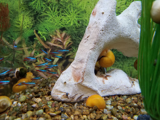 Pet Supply Store «PetSmart», reviews and photos, 1285 Johnson Ferry Rd, Marietta, GA 30068, USA