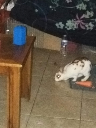 Pet Supply Store «Pet Supreme», reviews and photos, 12823 Foothill Blvd, Sylmar, CA 91342, USA