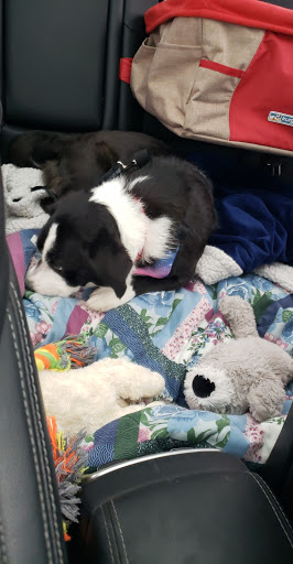 Pet Supply Store «PetSmart», reviews and photos, 1203 N Landing Way, Renton, WA 98057, USA