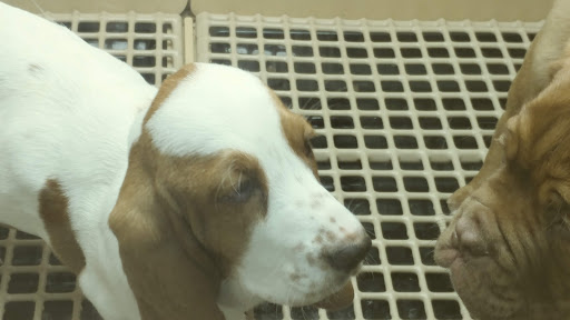 Pet Store «Petland», reviews and photos, 920 Hebron Rd, Heath, OH 43056, USA