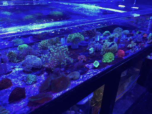 Tropical Fish Store «Reef Oasis», reviews and photos, 7669 Mentor Ave, Mentor, OH 44060, USA