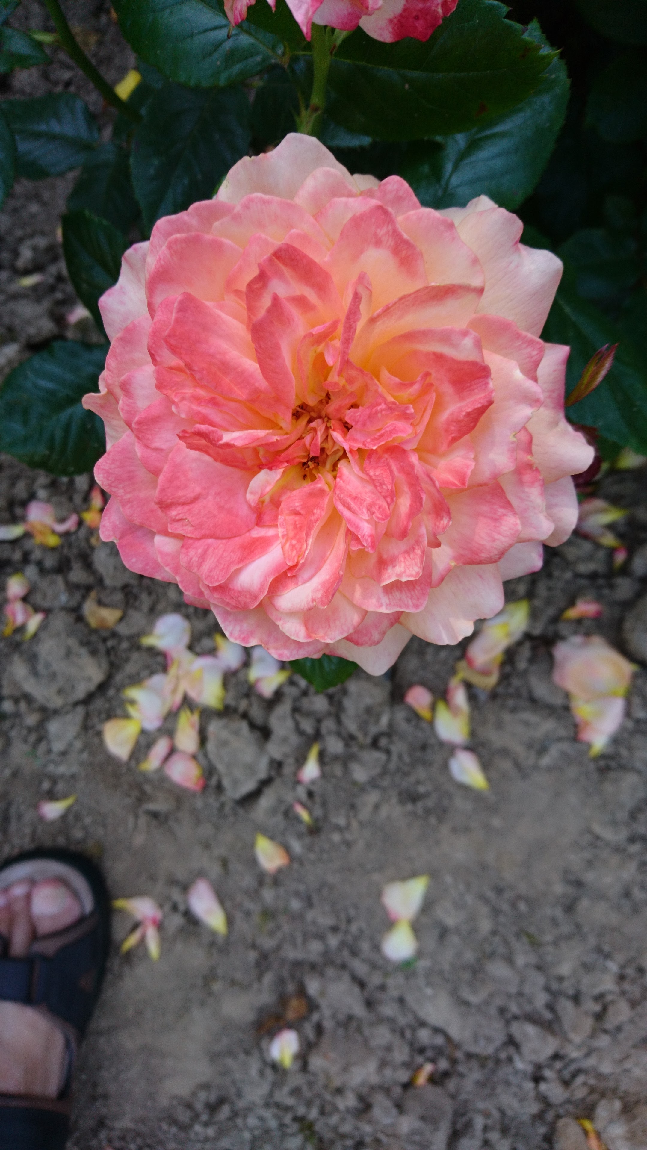 Photo n° 2 de l'avis de Jean-Luc.i fait le 01/08/2018 à 06:05