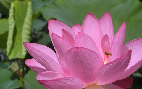 Kodai Hasu No Sato (Ancient Lotus Park) image