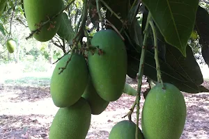 Firoz Mango Garden image