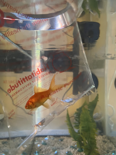 Pet Supply Store «Petco Animal Supplies», reviews and photos, 8966 S Broadway Ave #112, Tyler, TX 75703, USA