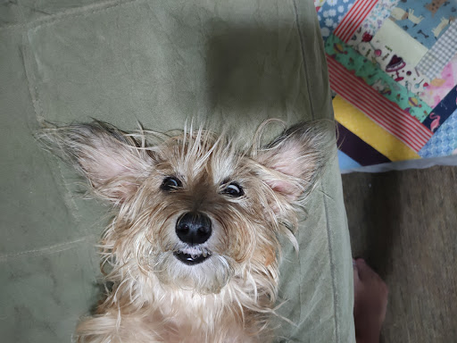 Acupuntura Veterinária - Dra. Luana de Favari em Santo André - SP