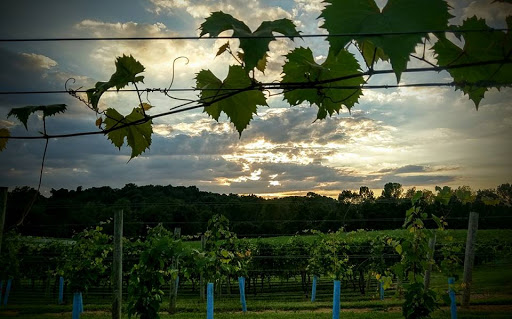 Winery «Rockside Winery and Vineyards», reviews and photos, 2363 Lancaster-Newark Rd NE, Lancaster, OH 43130, USA