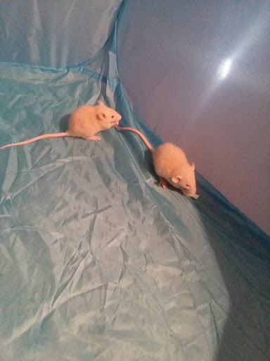 Animal Shelter «Heritage Humane Society», reviews and photos