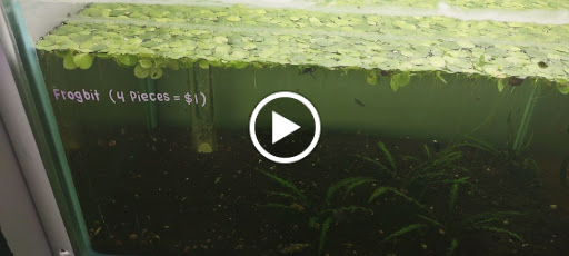 Reptile Store «La Habra Pets», reviews and photos, 1919 W La Habra Blvd, La Habra, CA 90631, USA