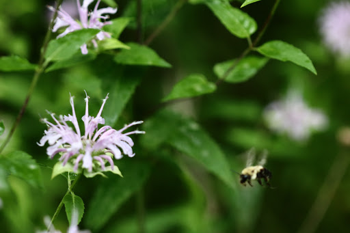 Nature Preserve «Hoover Forest Preserve», reviews and photos, 11285 W Fox Rd, Yorkville, IL 60560, USA