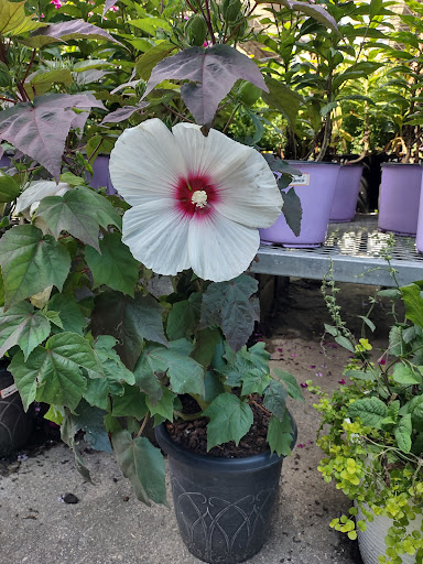 Home Improvement Store «The Home Depot», reviews and photos, 12300 Chattanooga Plaza, Midlothian, VA 23112, USA