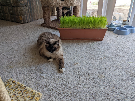 Pet Supply Store «PetSmart», reviews and photos, 3260 Stockton Hill Rd, Kingman, AZ 86409, USA