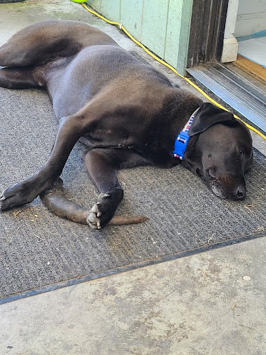 Pet Store «Humboldt Pet Supply», reviews and photos, 145 G St, Arcata, CA 95521, USA