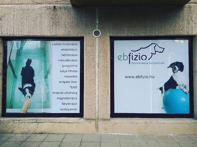 ebfizio - kisállat fizioterápia, hidroterápia - Budapest