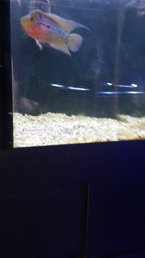 Tropical Fish Store «South Seas Aquatics Inc.», reviews and photos, 5440 Babcock Rd A133, San Antonio, TX 78240, USA